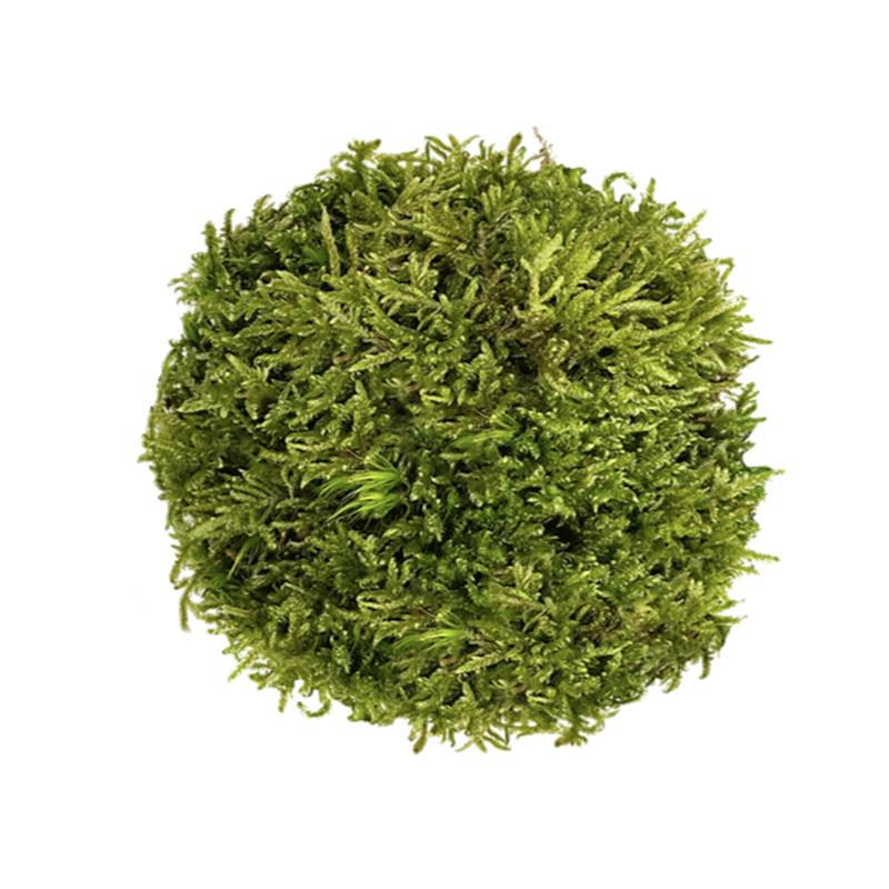 Muschi WIO Hypnum "Hypnum spp." - imagine 3